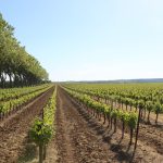 Vendanges 2026 en Languedoc : le millésime « de déglingo » qui renverse trente ans de repères