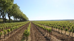 Vendanges 2026 en Languedoc : le millésime « de déglingo » qui renverse trente ans de repères