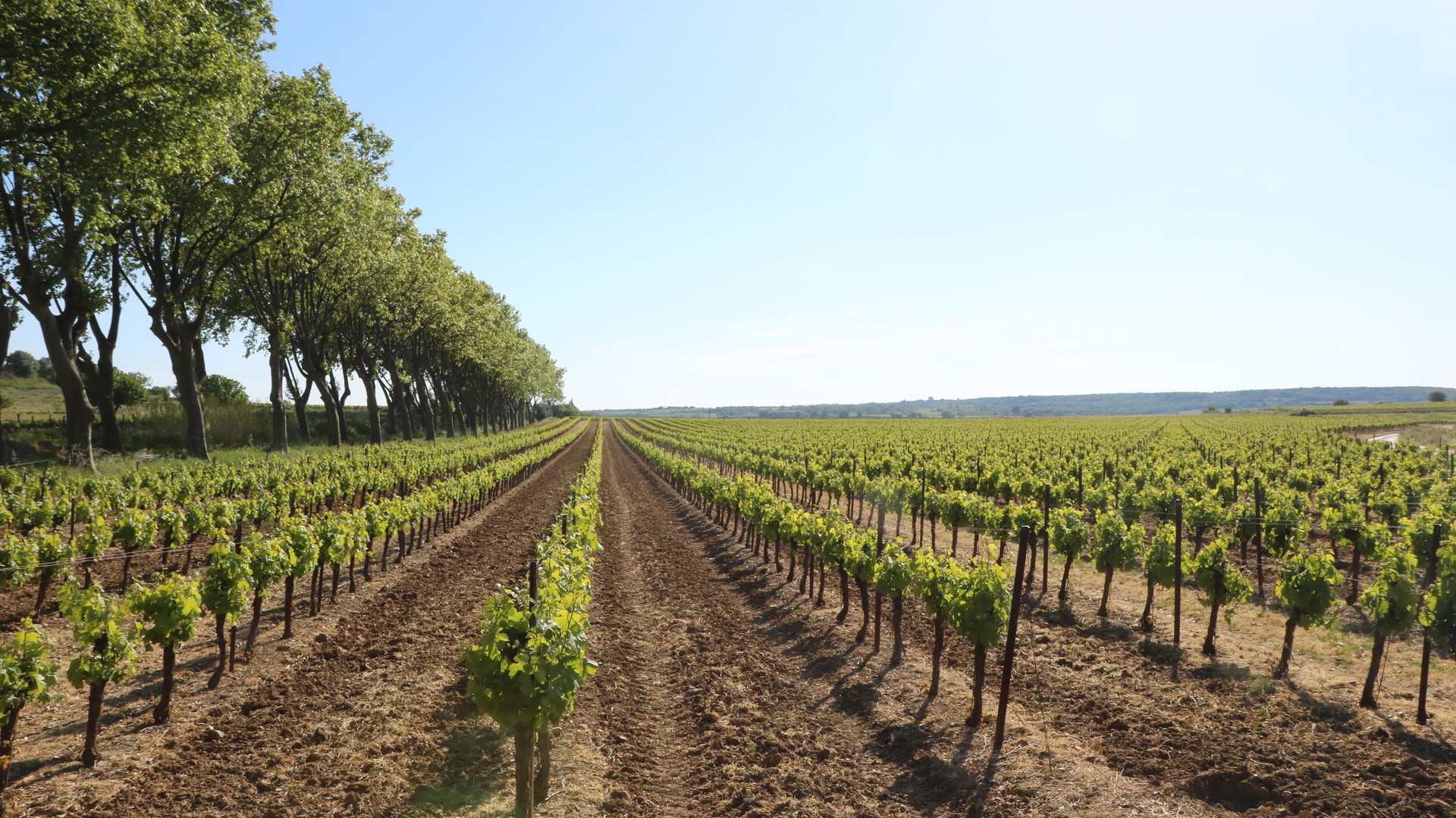 Vignoble Languedoc : les vignes dHérault au cœur des vendanges 2026