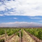 Milei veut effacer l&rsquo;origine et le cépage du Malbec argentin : les vignerons sonnent l&rsquo;alarme