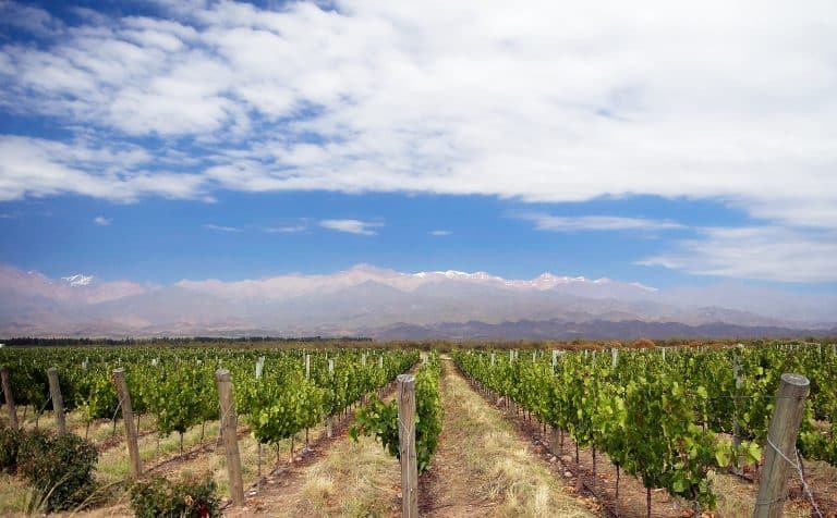 Milei veut effacer l&rsquo;origine et le cépage du Malbec argentin : les vignerons sonnent l&rsquo;alarme