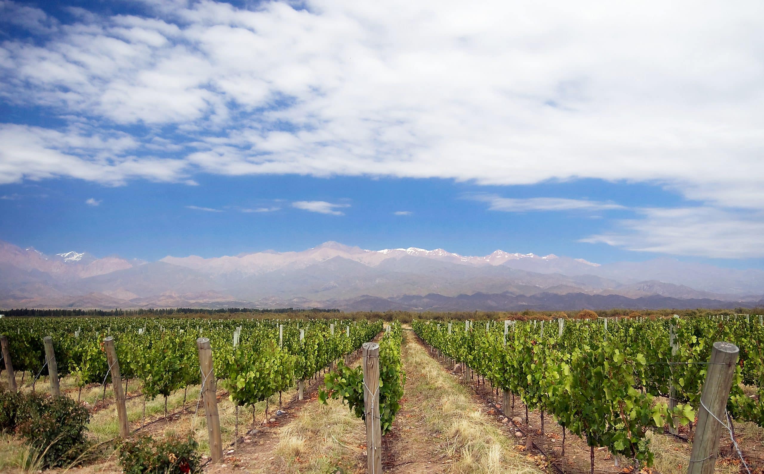 Vignes de Mendoza en Argentine, région viticole du Malbec
