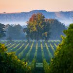 Pendant que la France souffre, le vignoble anglais vit son meilleur millésime 2026