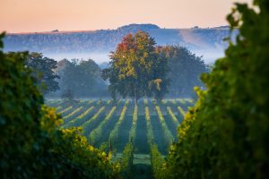 Pendant que la France souffre, le vignoble anglais vit son meilleur millésime 2026