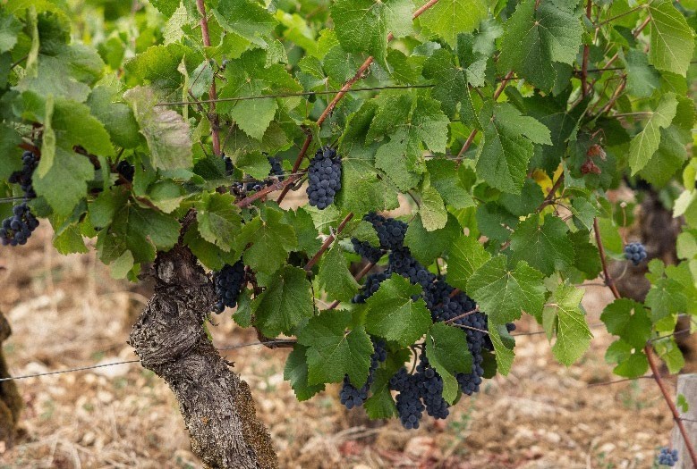 Vieux cep de pinot noir chargé de grappes noires sur un sol caillouteux de Bourgogne