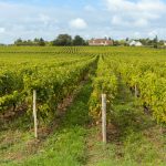 La Normandie veut son IGP vin : les vignerons accélèrent la démarche pendant que les premières vendanges 2026 approchent