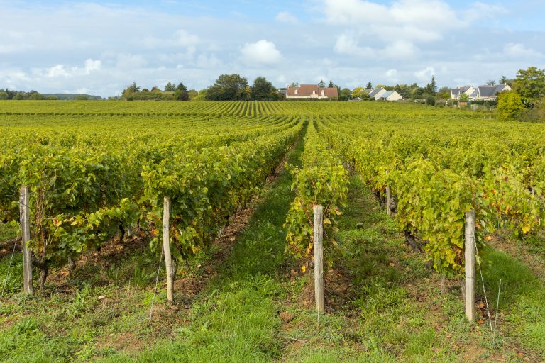 La Normandie veut son IGP vin : les vignerons accélèrent la démarche pendant que les premières vendanges 2026 approchent
