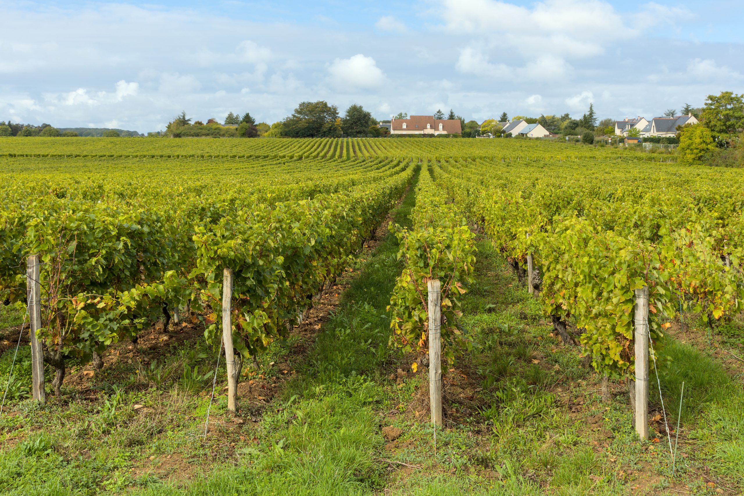 Vignoble de Rochecorbon dans la vallée de la Loire, illustration du renouveau viticole en France