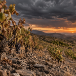 Roussillon : -47 % de ventes, 4 caves coopératives fermées. La région au bord du gouffre