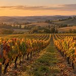 AOC Saint-Sardos : la première appellation vin de France s’éteint en 2026