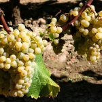 Le Sémillon Gris : l’OIV vient de reconnaître un nouveau cépage, et il vient d’Afrique du Sud