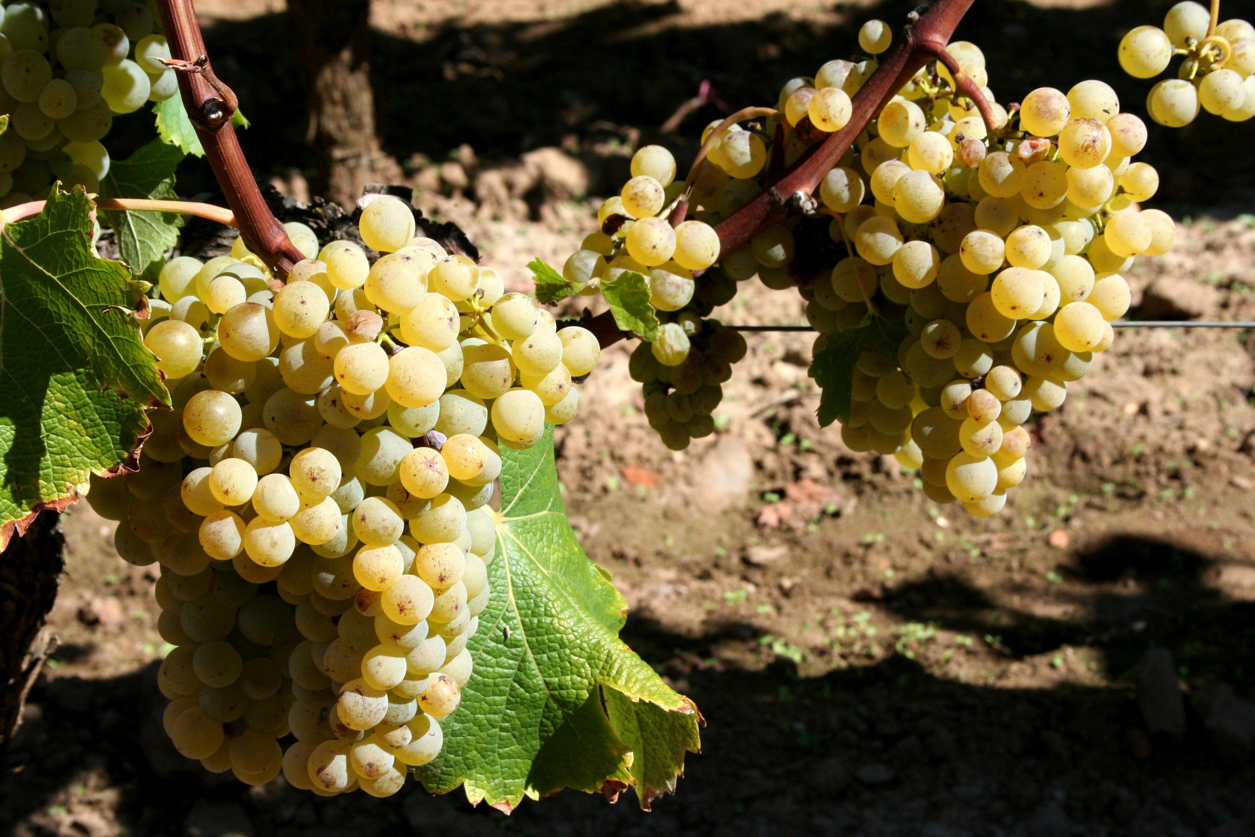 Grappes de raisins Sémillon, variété de base du Sémillon Gris