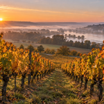 Carrefour vend un Touraine blanc AOC 2,60 € : «WTF» pour les vignerons, «opportunité» pour la GD