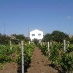 En Ukraine, des vendanges sous les sirènes : le vignoble qui refuse de capituler