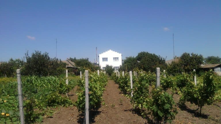 En Ukraine, des vendanges sous les sirènes : le vignoble qui refuse de capituler