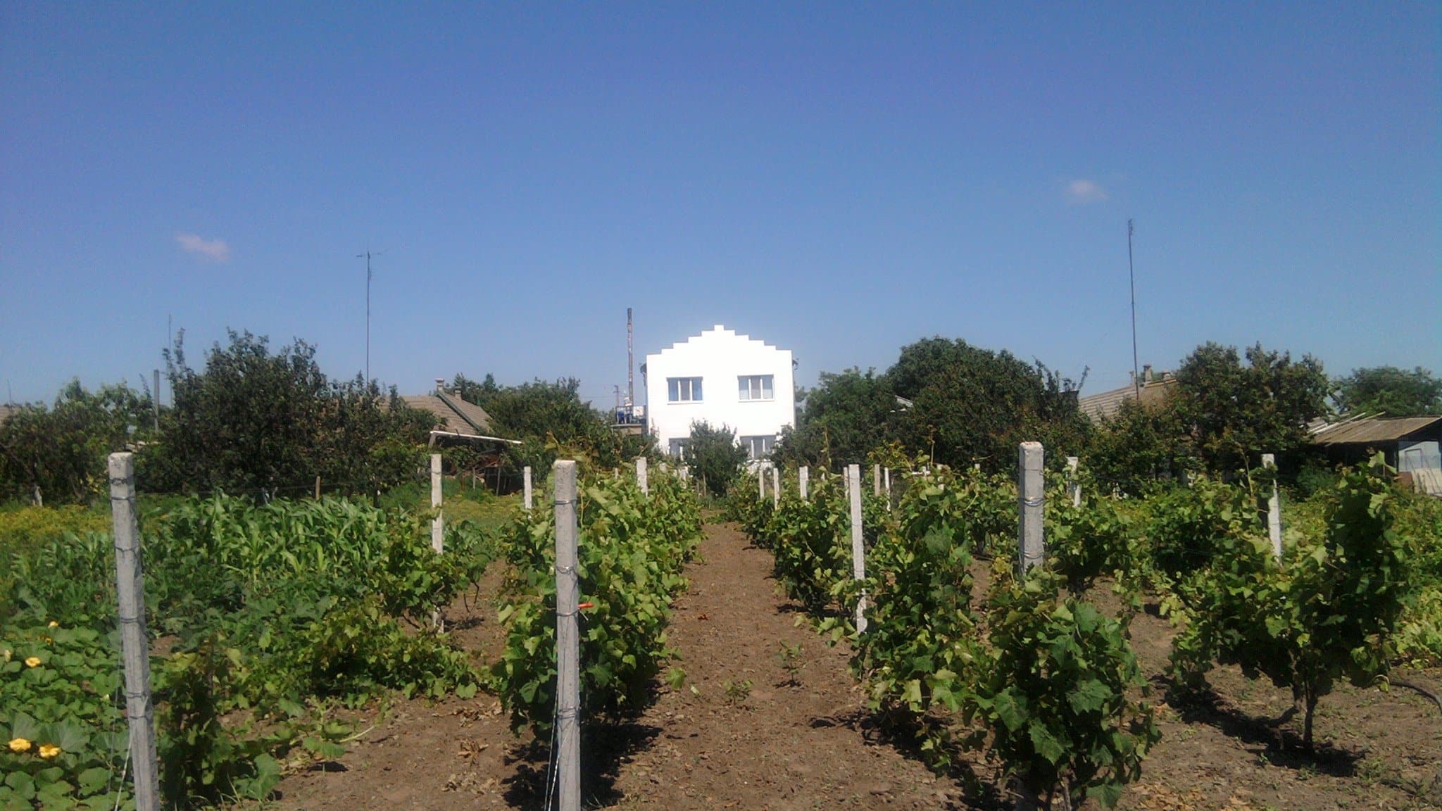 Vignoble de Kosivka, région dOdessa,