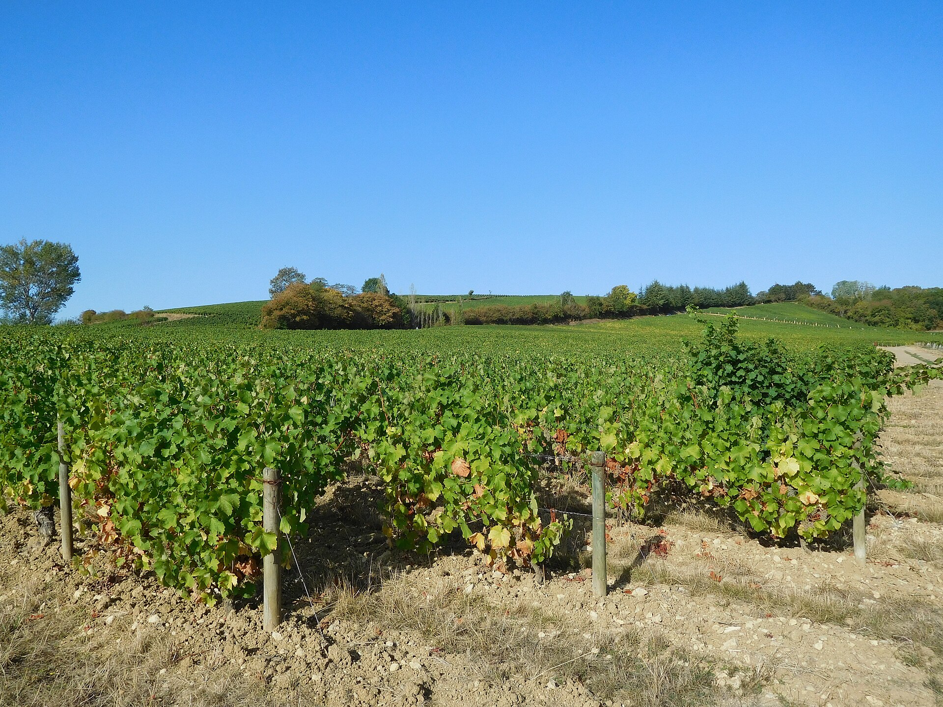 Vignoble sancerrois en septembre, lors des vendanges 2026 à Verdigny