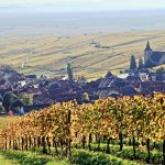 Vendanges 2026 en Alsace : la sécheresse devait tout ravager, le vignoble s’en sort mieux que prévu
