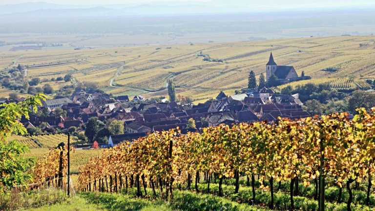 Vendanges 2026 en Alsace : la sécheresse devait tout ravager, le vignoble s&rsquo;en sort mieux que prévu