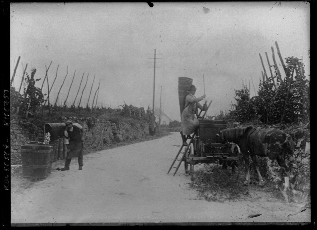 Vendangeurs et charrette de hottes sur la route de Zellenberg à Ribeauvillé au début du XXe siècle
