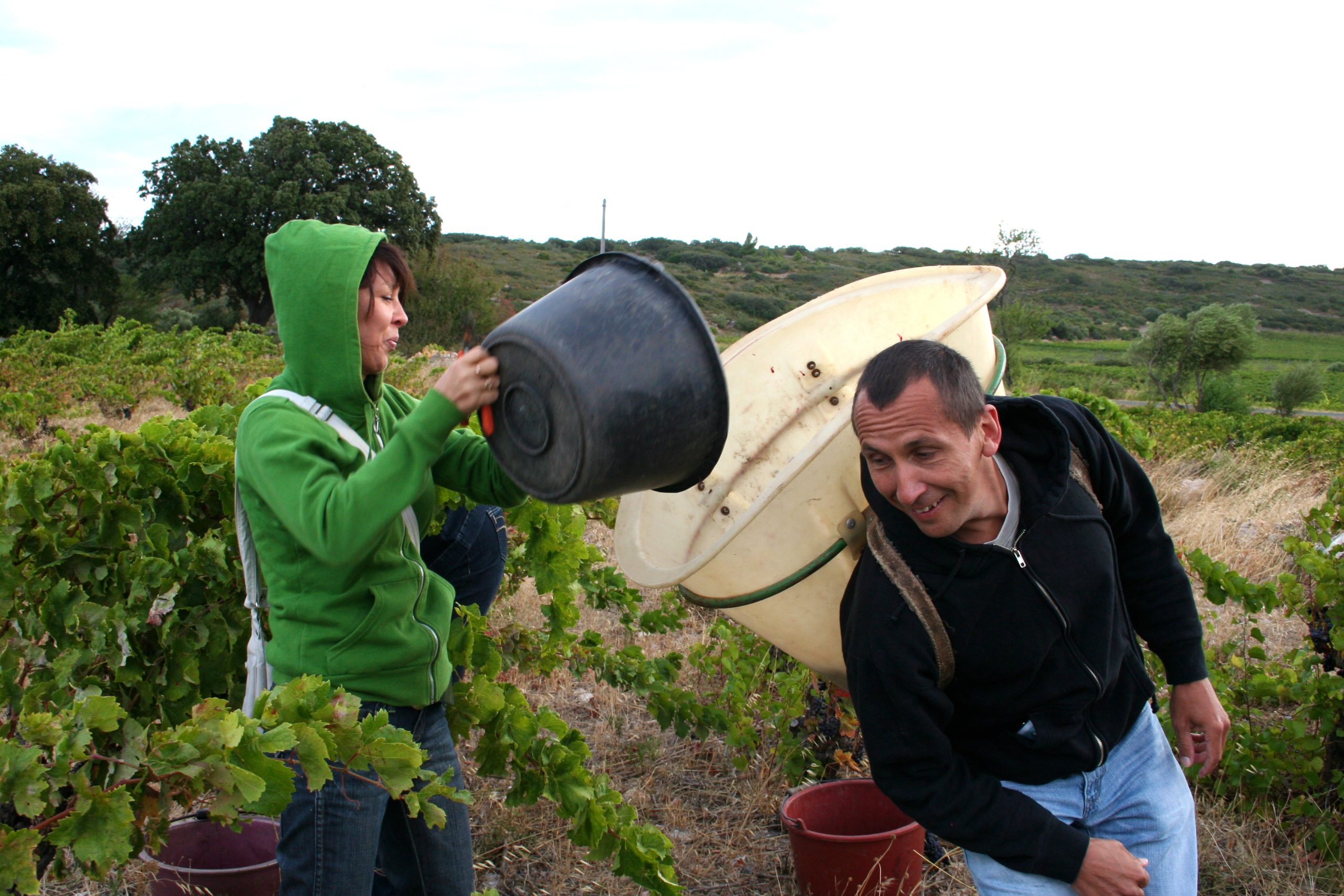 Vendangeurs en train de récolter les raisins dans le vignoble de Fitou, Languedoc