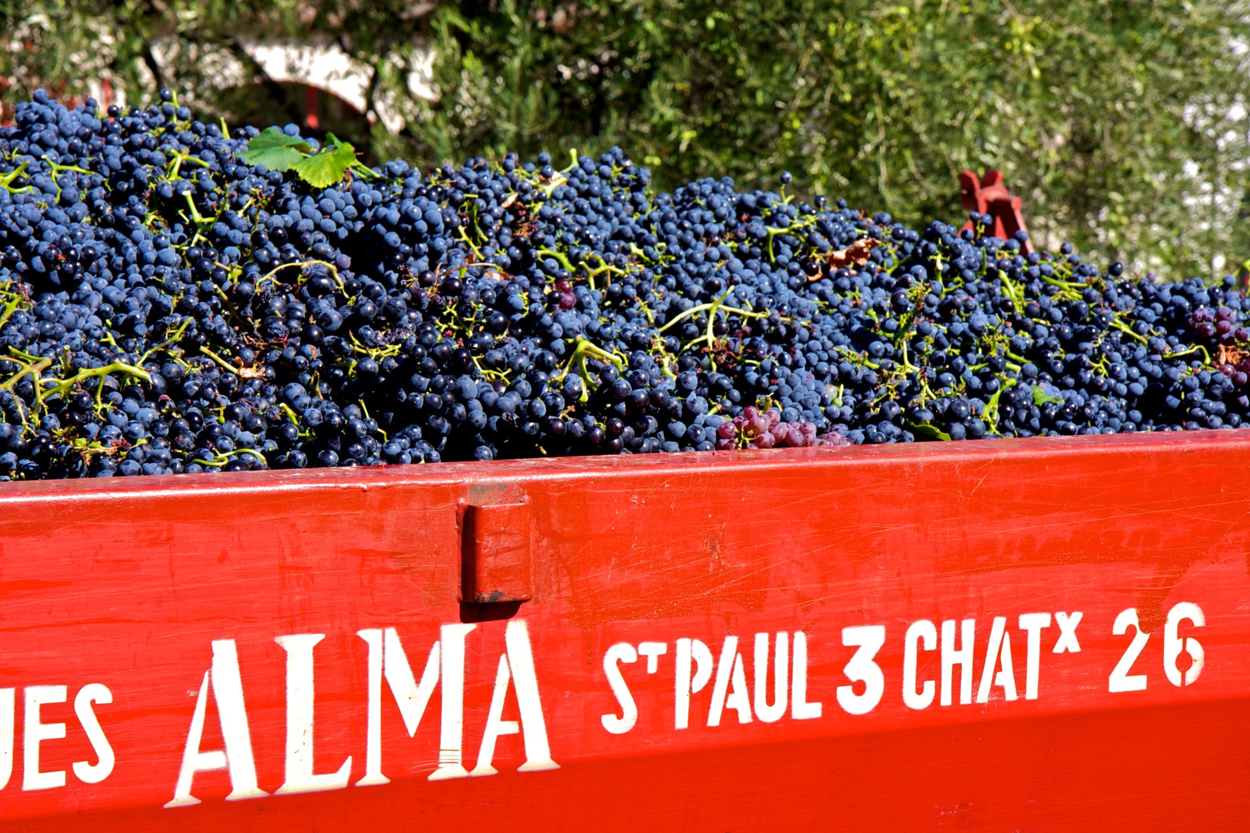 Vendanges en France 2026 : récolte de grenache en Languedoc