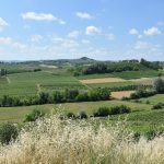 Vendanges 2026 en Italie : un millésime « cinq étoiles » mais des caves déjà pleines