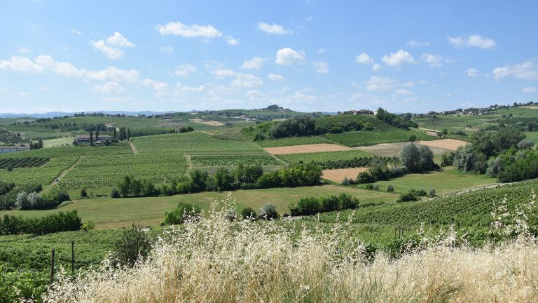 Vendanges 2026 en Italie : un millésime « cinq étoiles » mais des caves déjà pleines