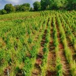 Vieilles vignes : arracher ou retaper ? Le calcul qui peut tout changer en 2026