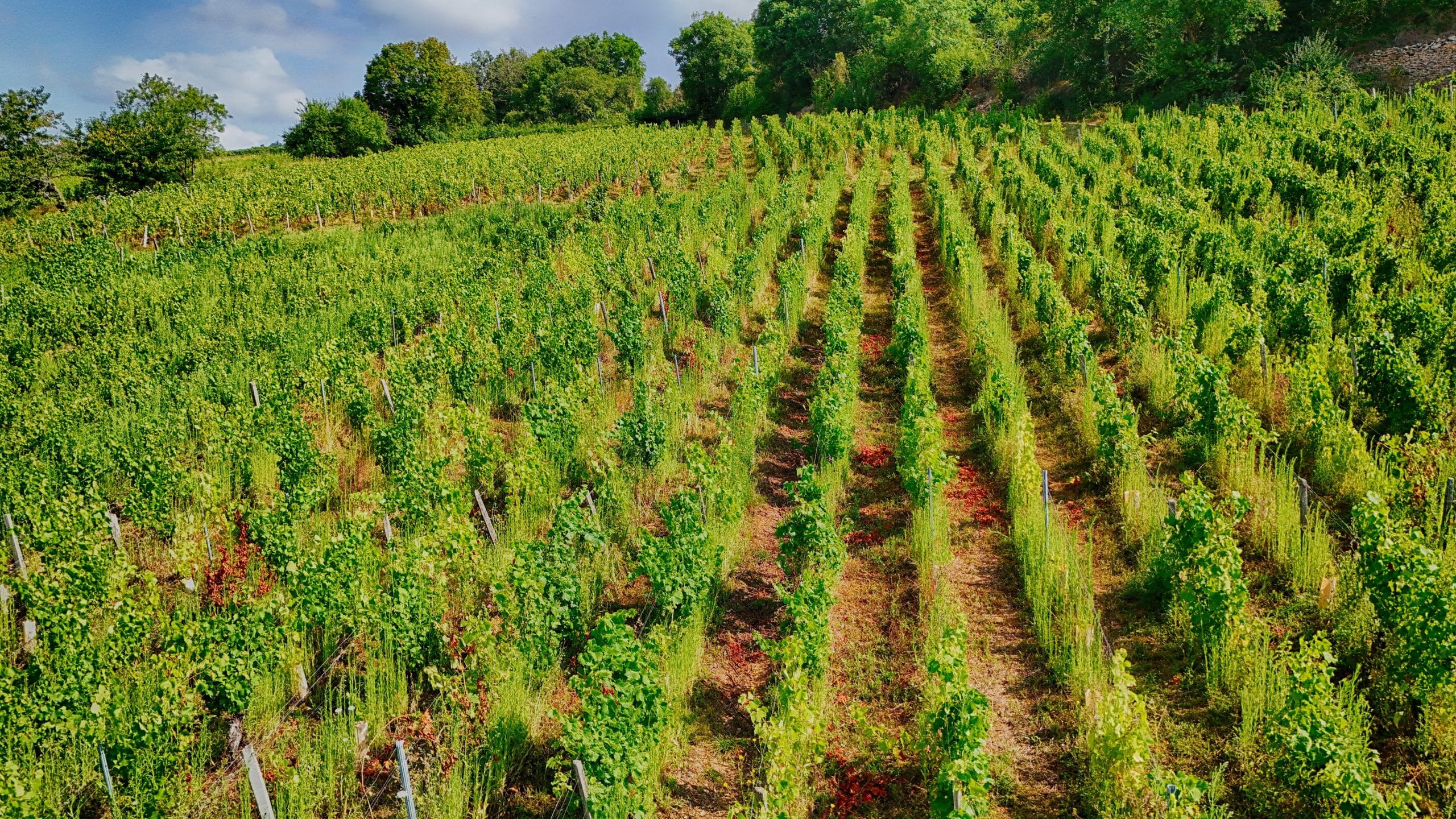 Vieilles vignes en Bourgogne