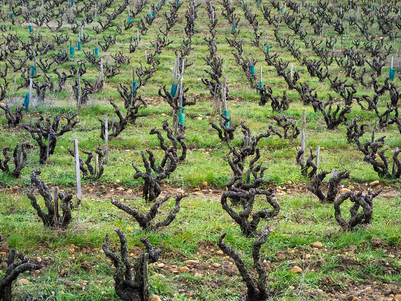 Vieux cep de grenache taillé en gobelet dans un vignoble du Rhône