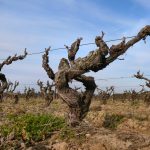 Des vignerons ont choisi de ne pas vendanger en 2026 : la menace silencieuse du goût de fumée