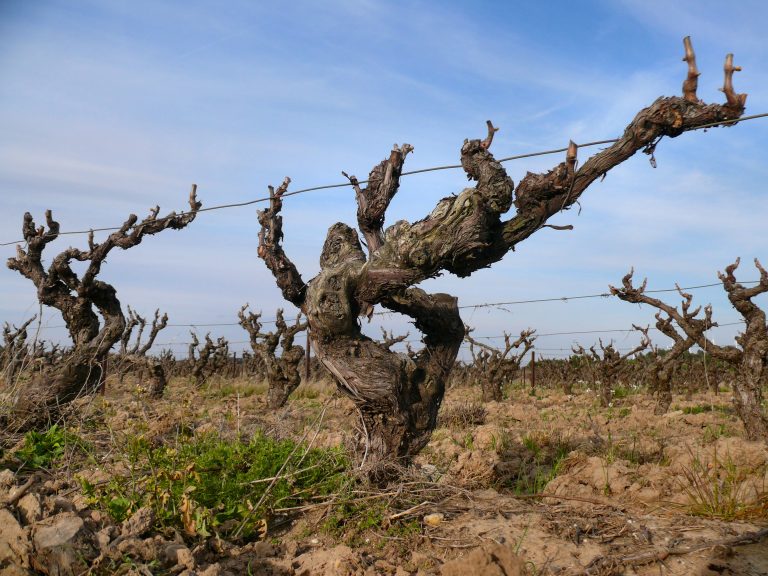 Des vignerons ont choisi de ne pas vendanger en 2026 : la menace silencieuse du goût de fumée