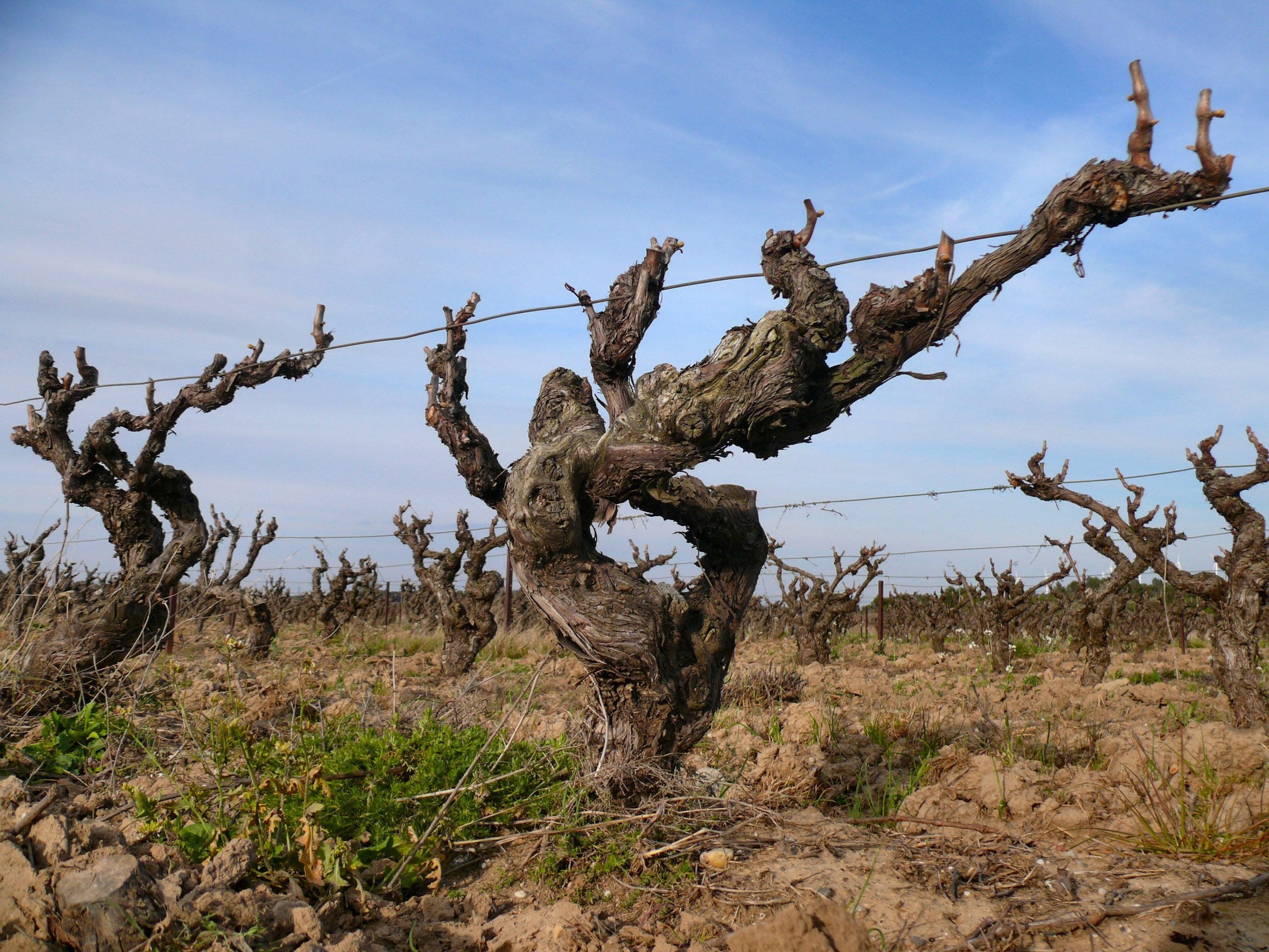 Vieilles vignes dans les Corbières, région viticole AOC de l'Aude