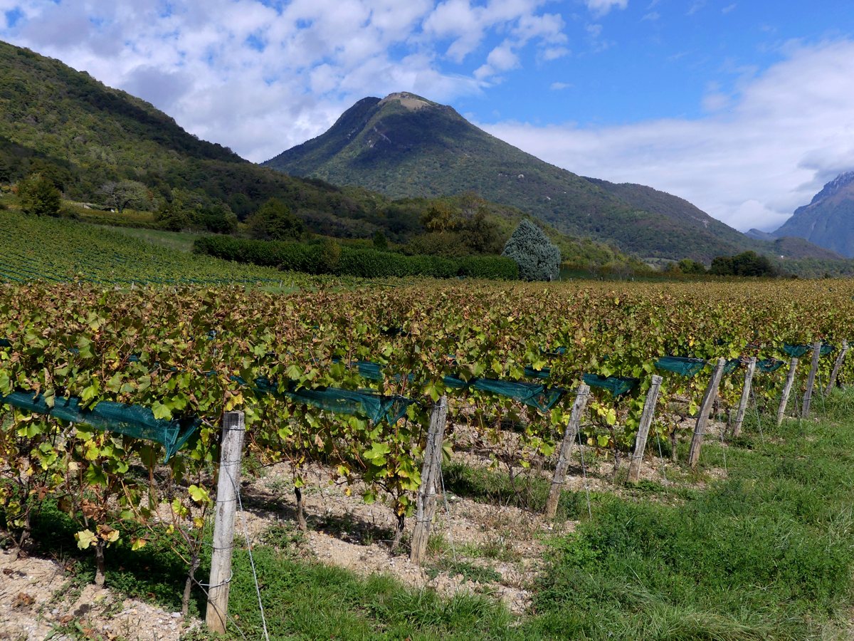 Vignes de Savoie équipées de filets anti-grêle à Cruet, montagne en arrière-plan