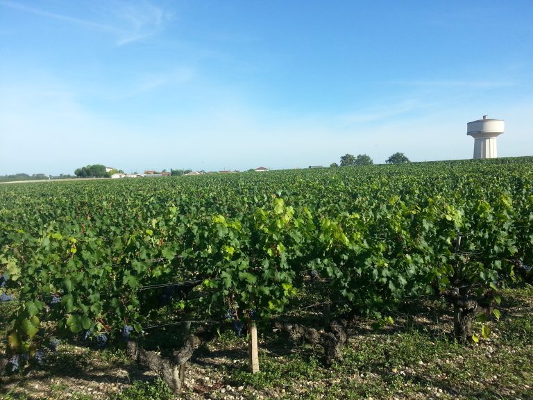 Dans les FAV 2026, les distributeurs rationalisent le Bordeaux : moins de références, des prix plafonnés