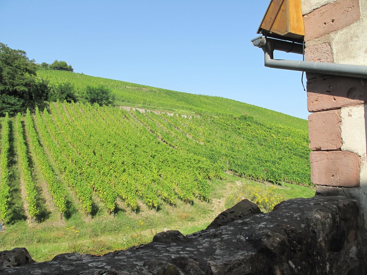 Coteau de vignes près de Riquewihr dans le Haut-Rhin