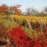 Vignobles en Scène 2026 : banquets dans une abbaye, cave en cabaret et nuits dans les vignes (16-18 octobre)