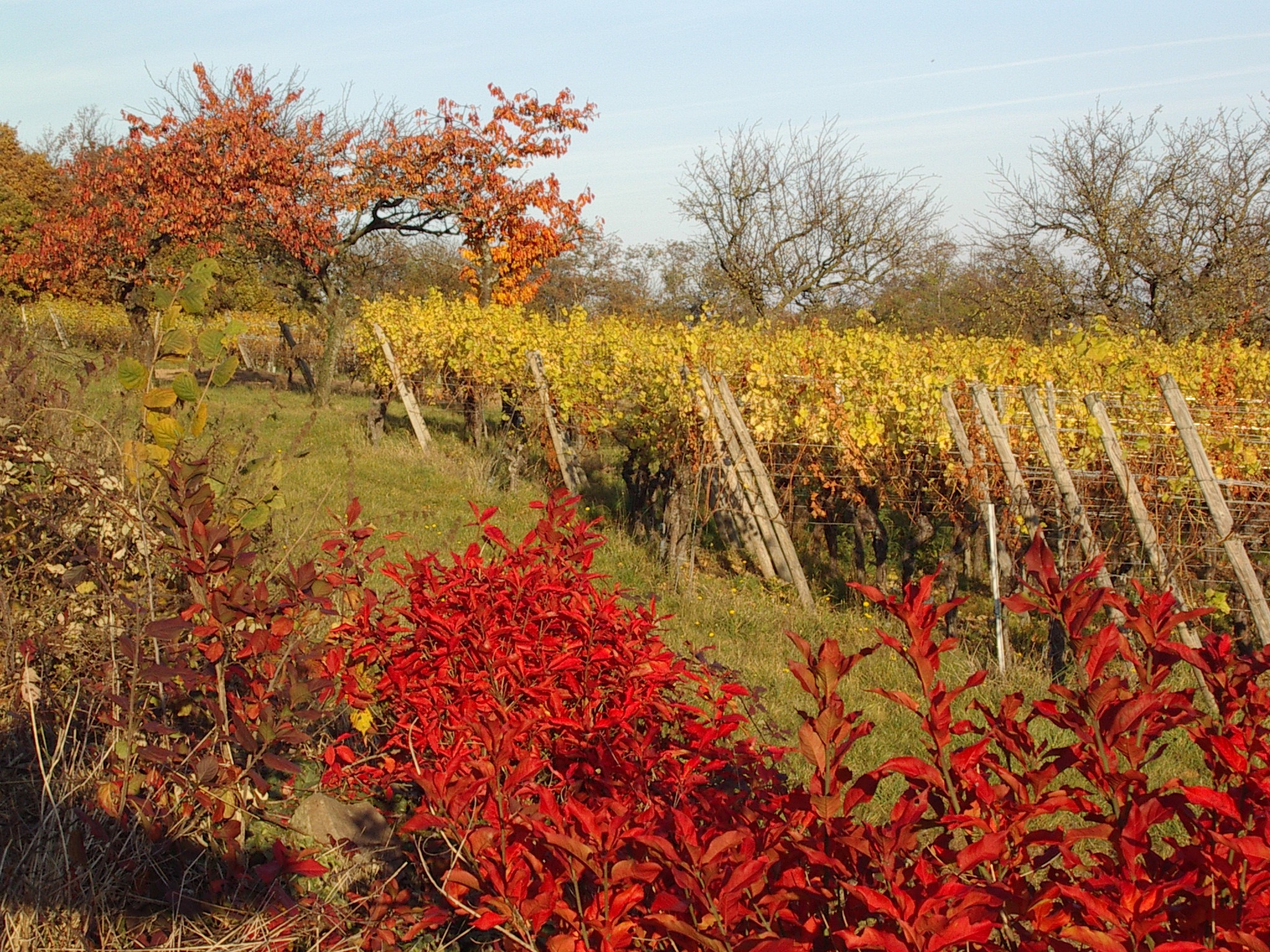 Vignoble alsacien en automne à Soultz, octobre, vigne aux couleurs dorées