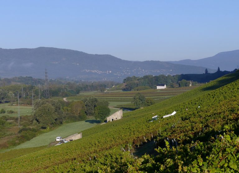 Semaine du 8 au 12 septembre 2026 : les 7 actus qui ont animé la filière vin