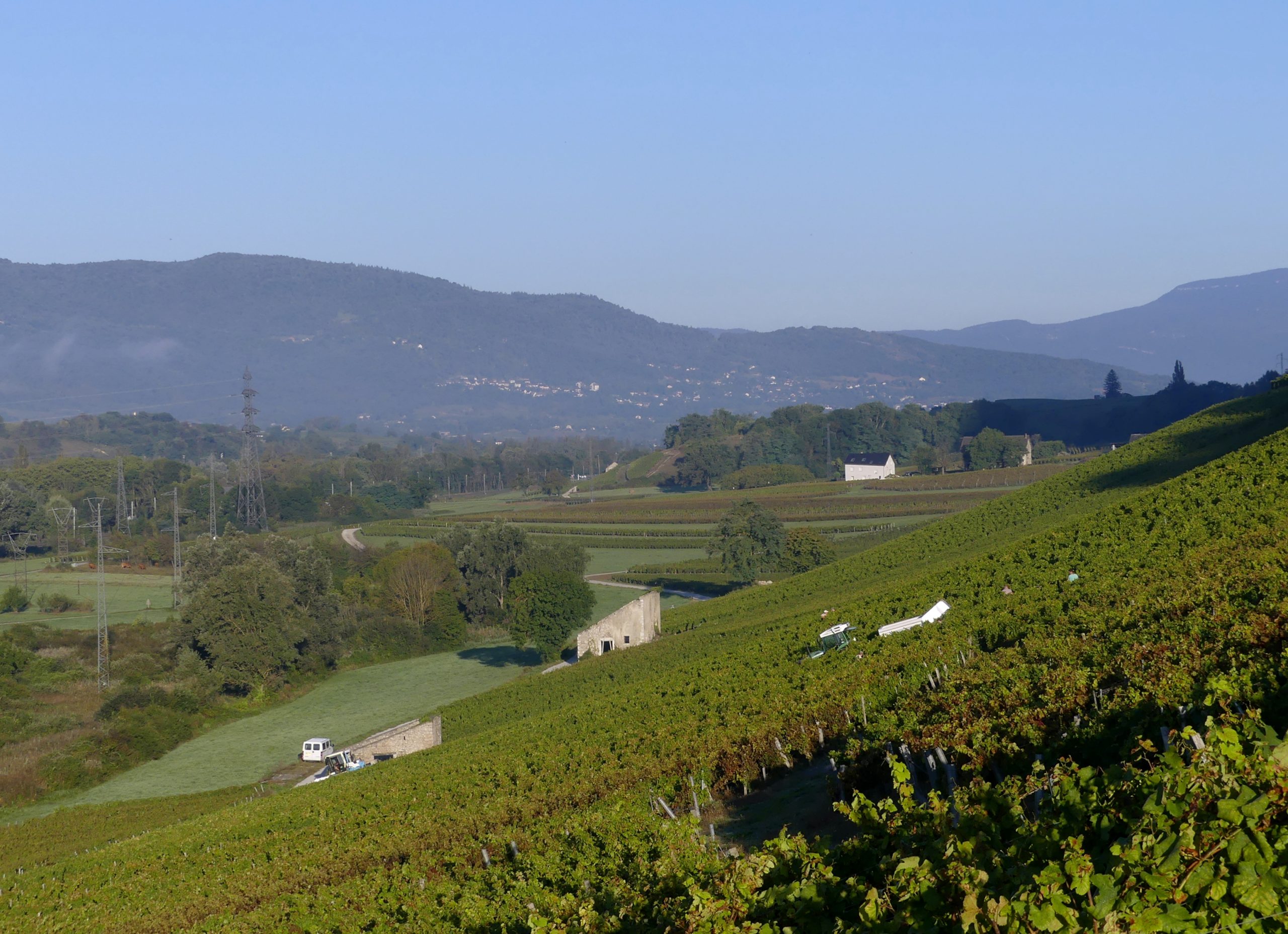 Vignobles de Francin pendant les vendanges, Savoie 2021