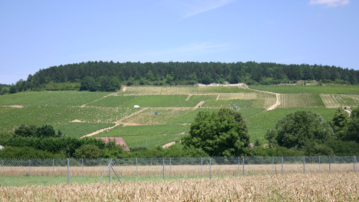 Vignoble de Chablis, un des grands terroirs du chardonnay blanc sec en Bourgogne
