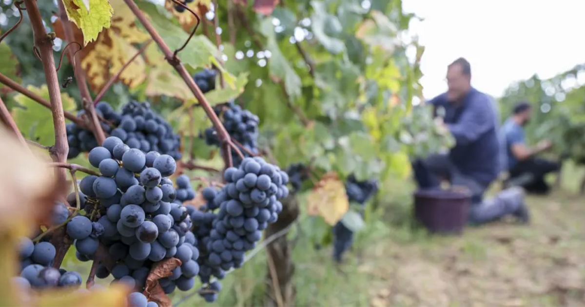 Grappe de raisins et vendangeurs dans un vignoble d’Anjou