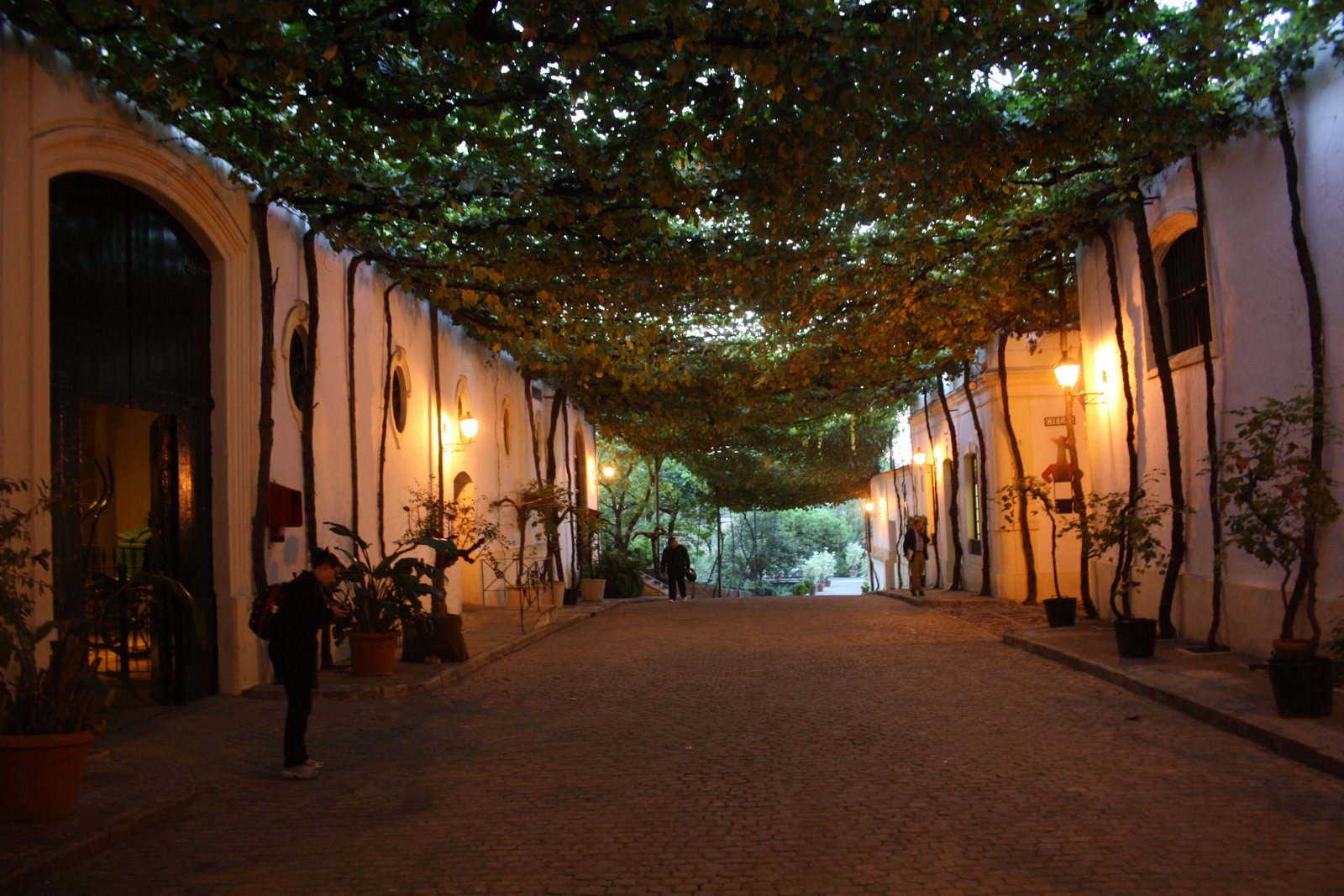 Allée couverte de vigne d'une bodega de Jerez de la Frontera