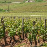 Bourgogne contre Bordeaux : qui domine vraiment le marché des grands vins ? Ce que disent les chiffres Liv-ex