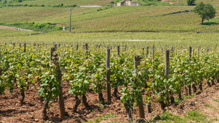 Bourgogne contre Bordeaux : qui domine vraiment le marché des grands vins ? Ce que disent les chiffres Liv-ex