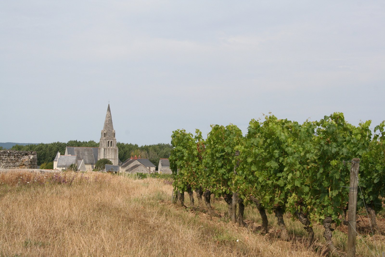 Rangs de cabernet franc dans le vignoble de Saumur-Champigny