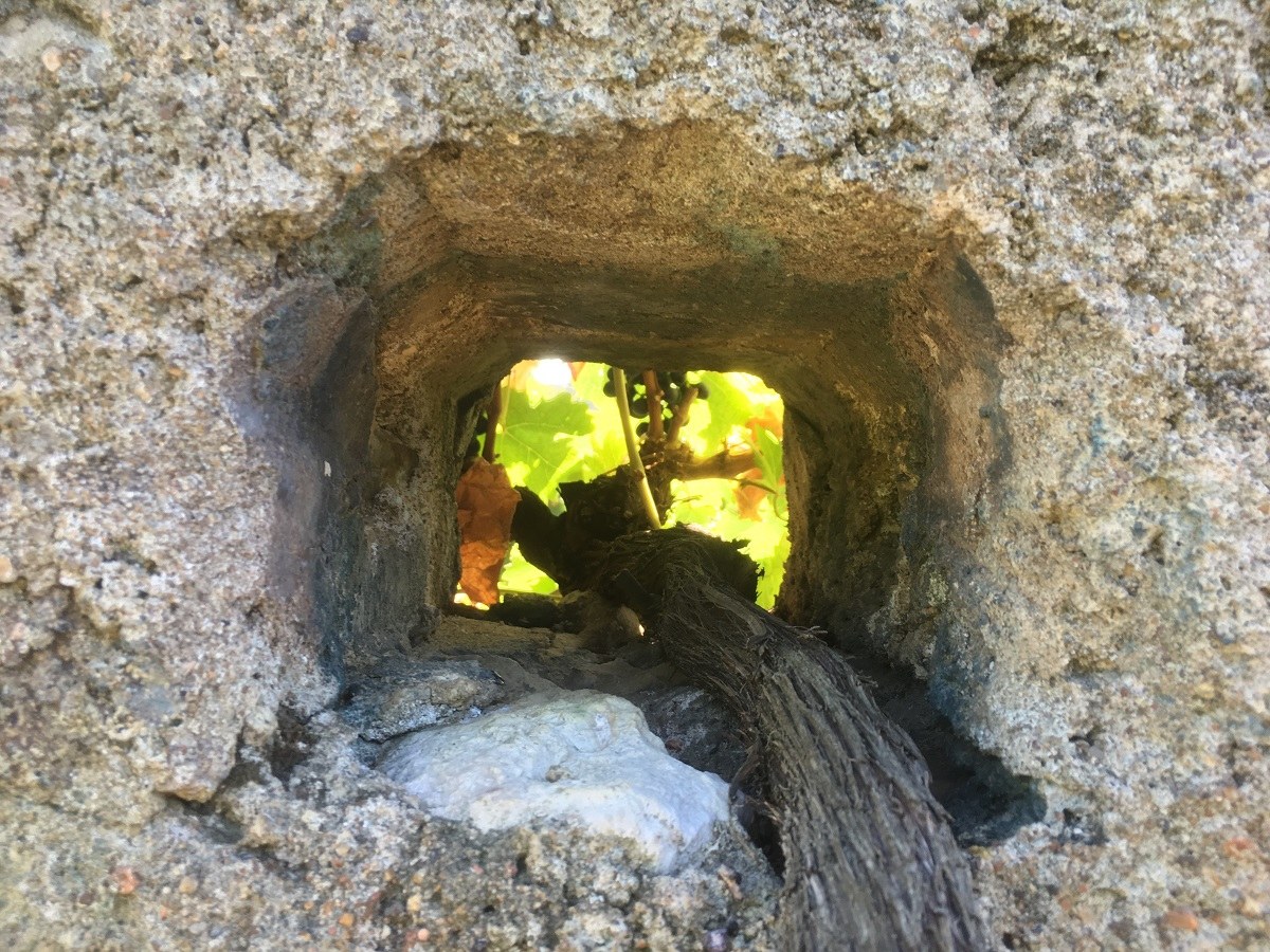 Un cep de vigne passe à travers une ouverture du mur du Clos Cristal