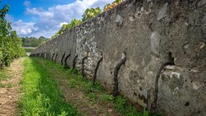 Les vignes qui traversent les murs : le Clos Cristal de Saumur-Champigny change de mains
