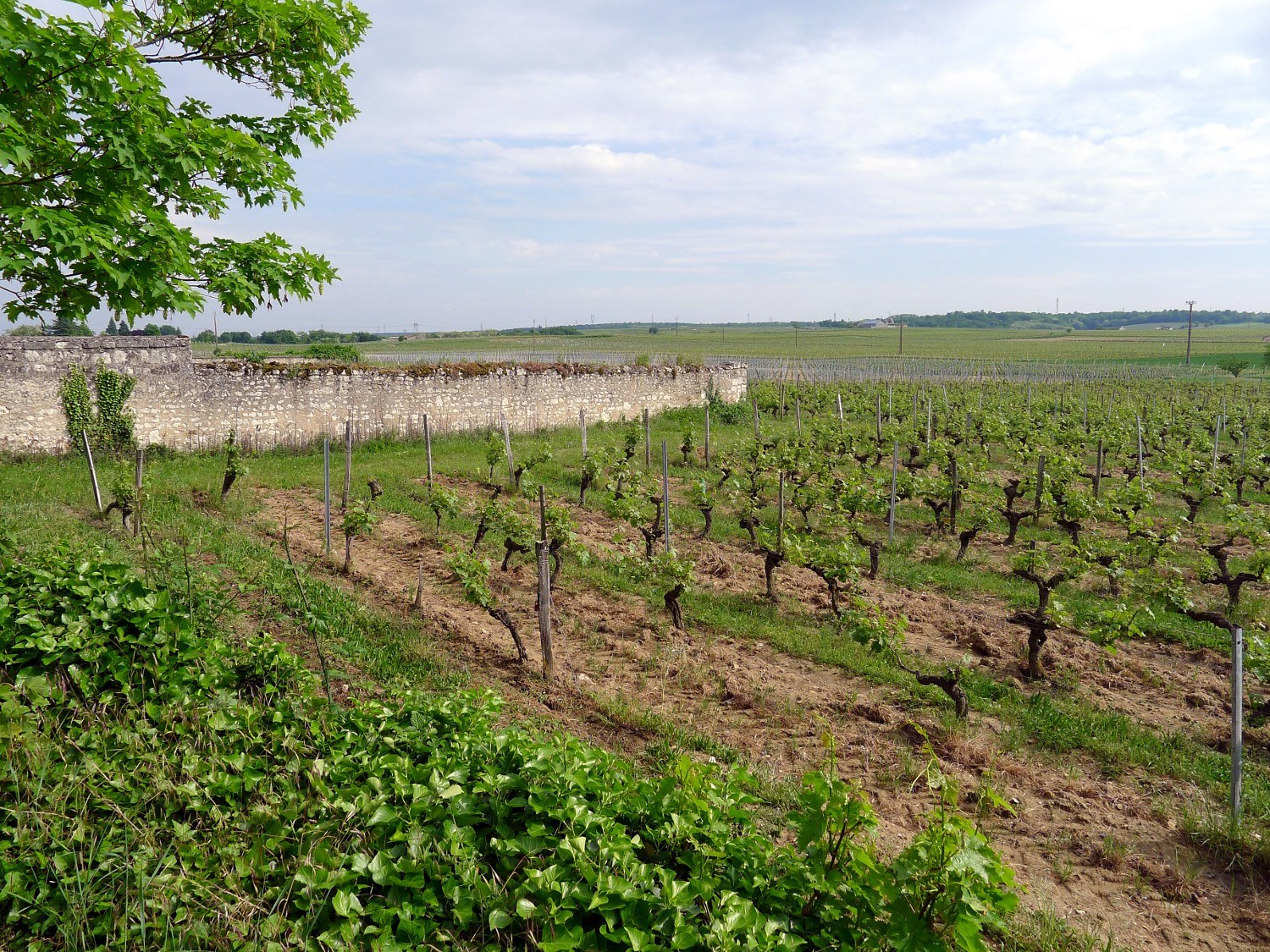 Vignoble et murs du Clos d'entre les Murs à Parnay